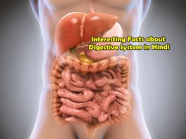 interesting facts about digestive system in hindi